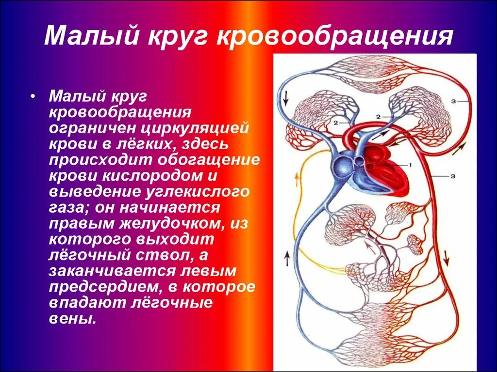 От легких по сосудам течет кровь насыщенная