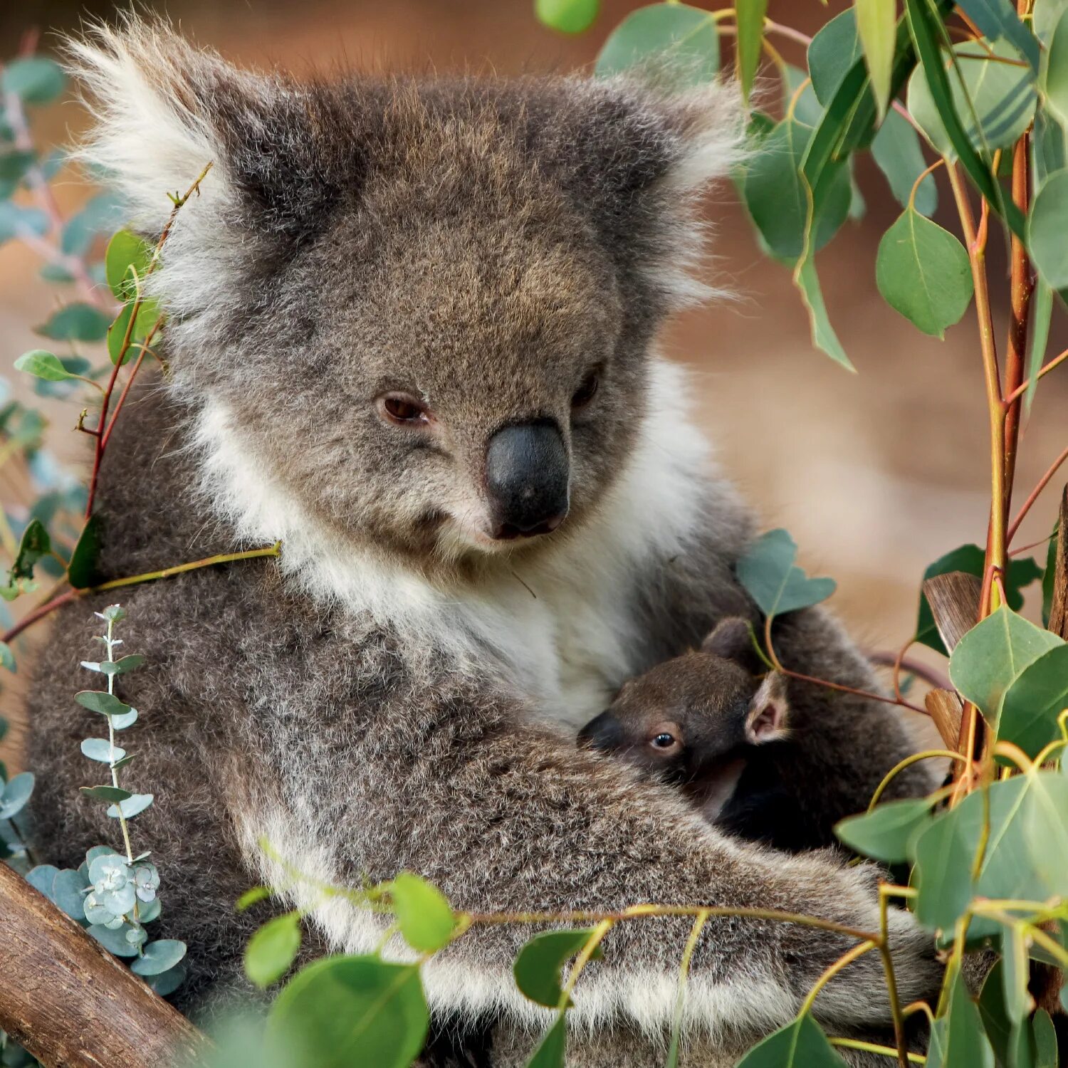 Год коалы. Коала сумчатое. Сумчатый мишка коала. Сумчатые животные Австралии коала. Коала Саванна.