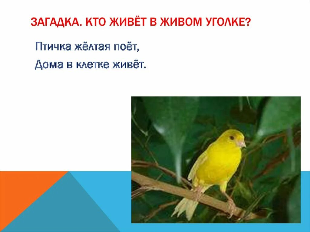 В живом уголке живет. Птицы живого уголка. Канарейка загадка для детей. Загадки в живом уголке. Обитатели уголка живой природы.