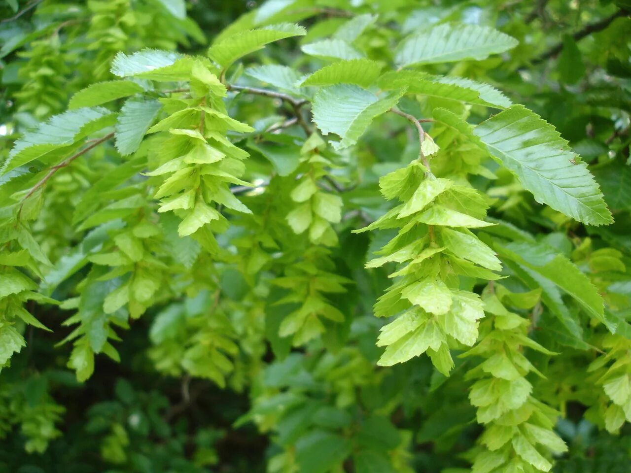 Граб сердцелистный листья. Граб кавказский Carpinus Caucasica. Граб обыкновенный Carpinus betulus. Граб Восточный грабинник.