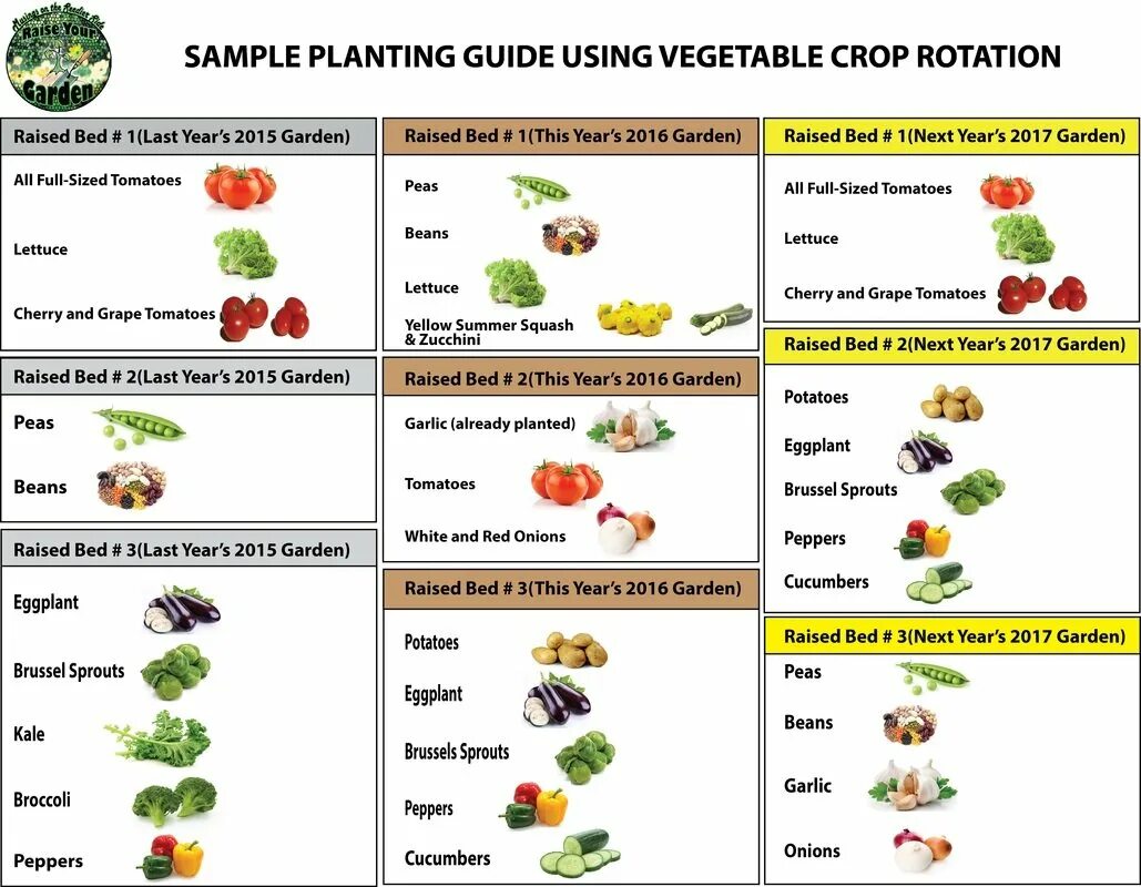 Овощи в огороде список. Совместимость овощей на грядке. Схема севооборота овощных культур на огороде. Овощной севооборот на приусадебном участке. Севооборот грядок на участке.
