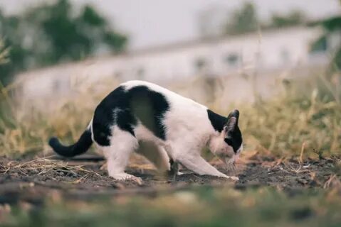 Cat cat dug