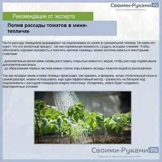 Первый полив рассады помидор после всходов