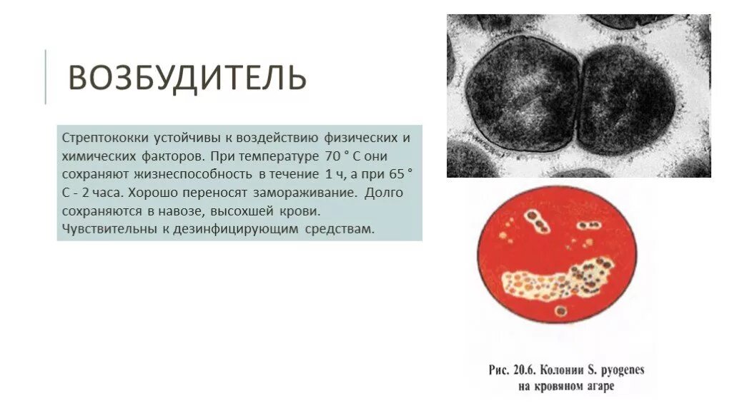 Возбудитель скарлатины является. Возбудитель скарлатины стрептококк. Устойчивость возбудителя скарлатины. Скарлатина микробиология. Возбудитель скарлатины микробиология.