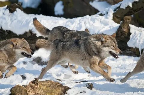 Mavs wolves