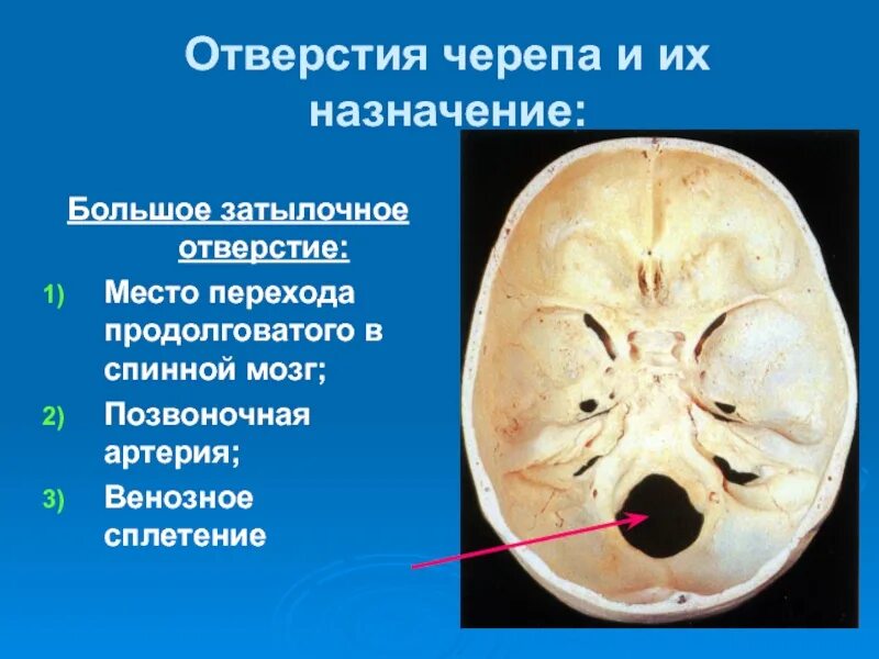 Основание черепа где. Внутреннее слуховое отверстие и внутренний слуховой проход. Внутренний слуховой проход анатомия на череп. Основание черепа анатомия яремное отверстие. Кости основания черепа анатомия.