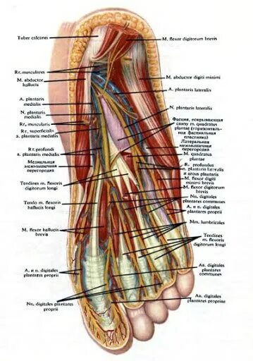 Подошвенная область стопы топографическая анатомия. Подошва стопы топографическая анатомия. Подошвенный апоневроз топографическая анатомия. Медиальный подошвенный сосудисто-нервный пучок. Область подошвы