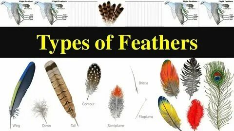 A feather перевод. A feather перевод