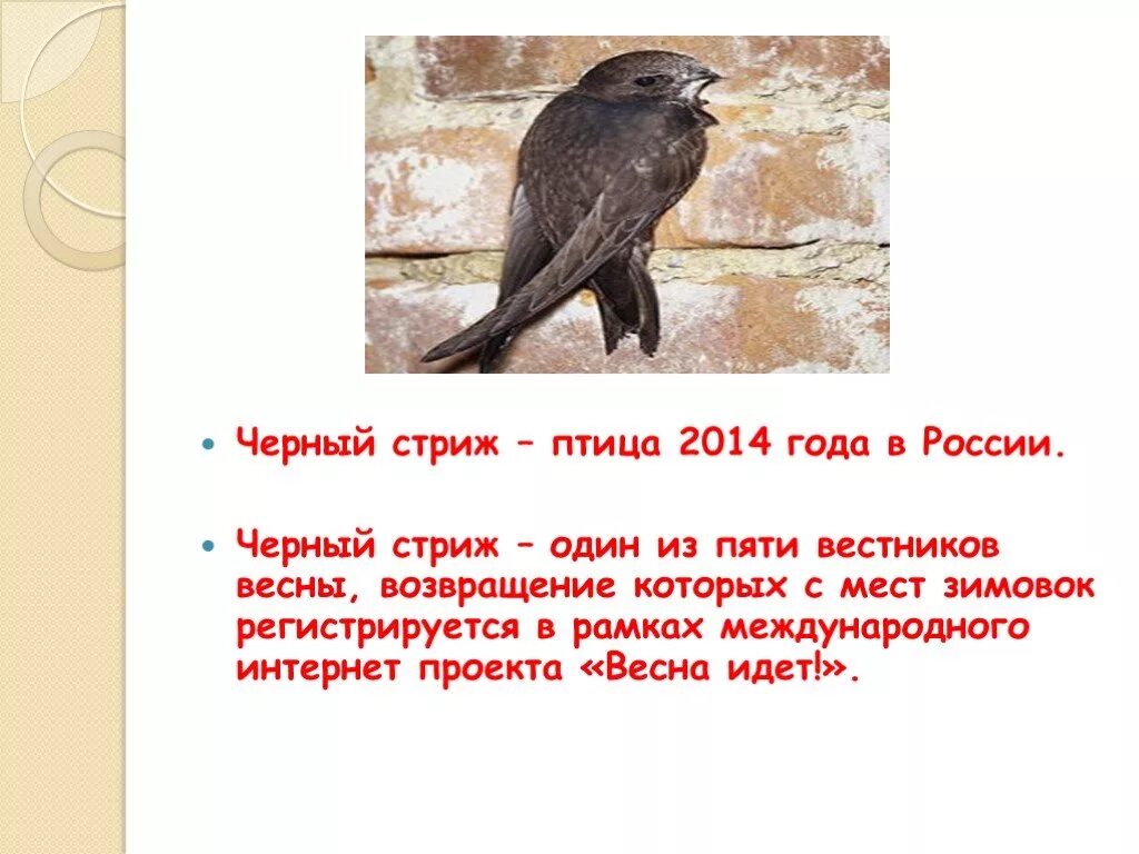 Сообщение о стрижах 4 класс литература. Описание стрижа 4 класс. Стриж птица. Презентация про Стрижей. Стриж птица описание.