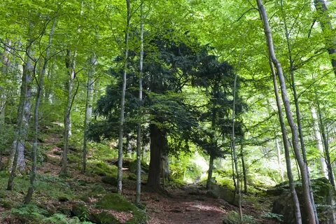 Bayerischer Wald - Mittelsteighütte 001.jpg. 