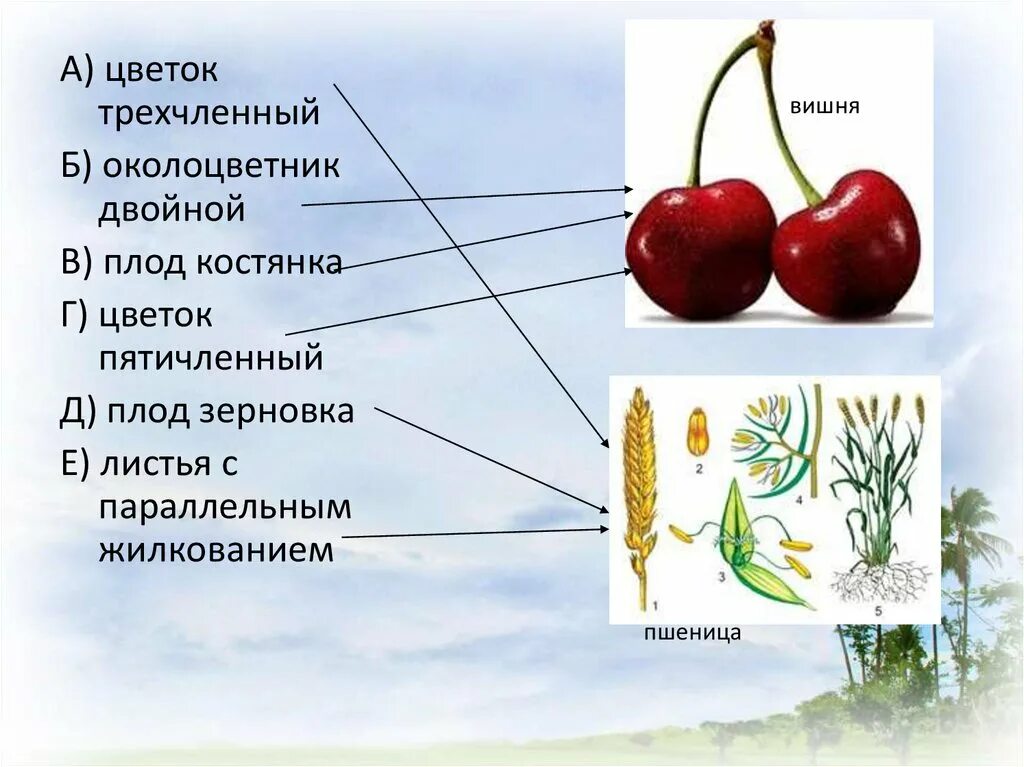 Трехчленный тип строения цветка однодольные или. Трехчленный цветок. трехчленное строение цветка. цветок трехчленного типа. однодольные трехчленный цветок.