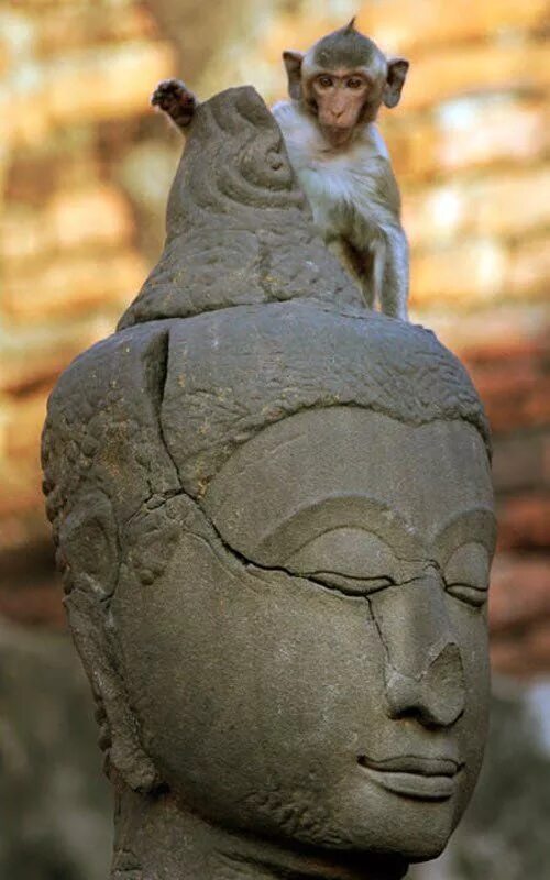 Скуфитерий. Скуфитерий. Гней помпей. Скуфитерий. Скуфитерий.