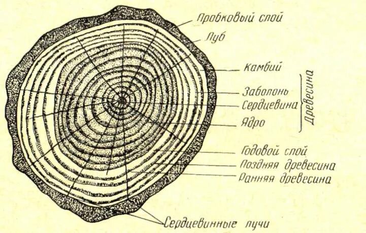 Дата среза. Распил ствола дерева поперечный срез. Строение ствола дерева в разрезе. Схема поперечного среза древесины. Макроскопическое строение древесины.