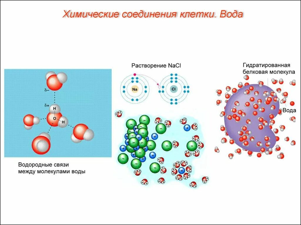 Схемы растворение вещества в воде. Химический состав клетки органические вещества клетки. Схема растворения веществ. Химический состав живых организмов. Минеральные вещества. Вода. Ионы растворяются в воде