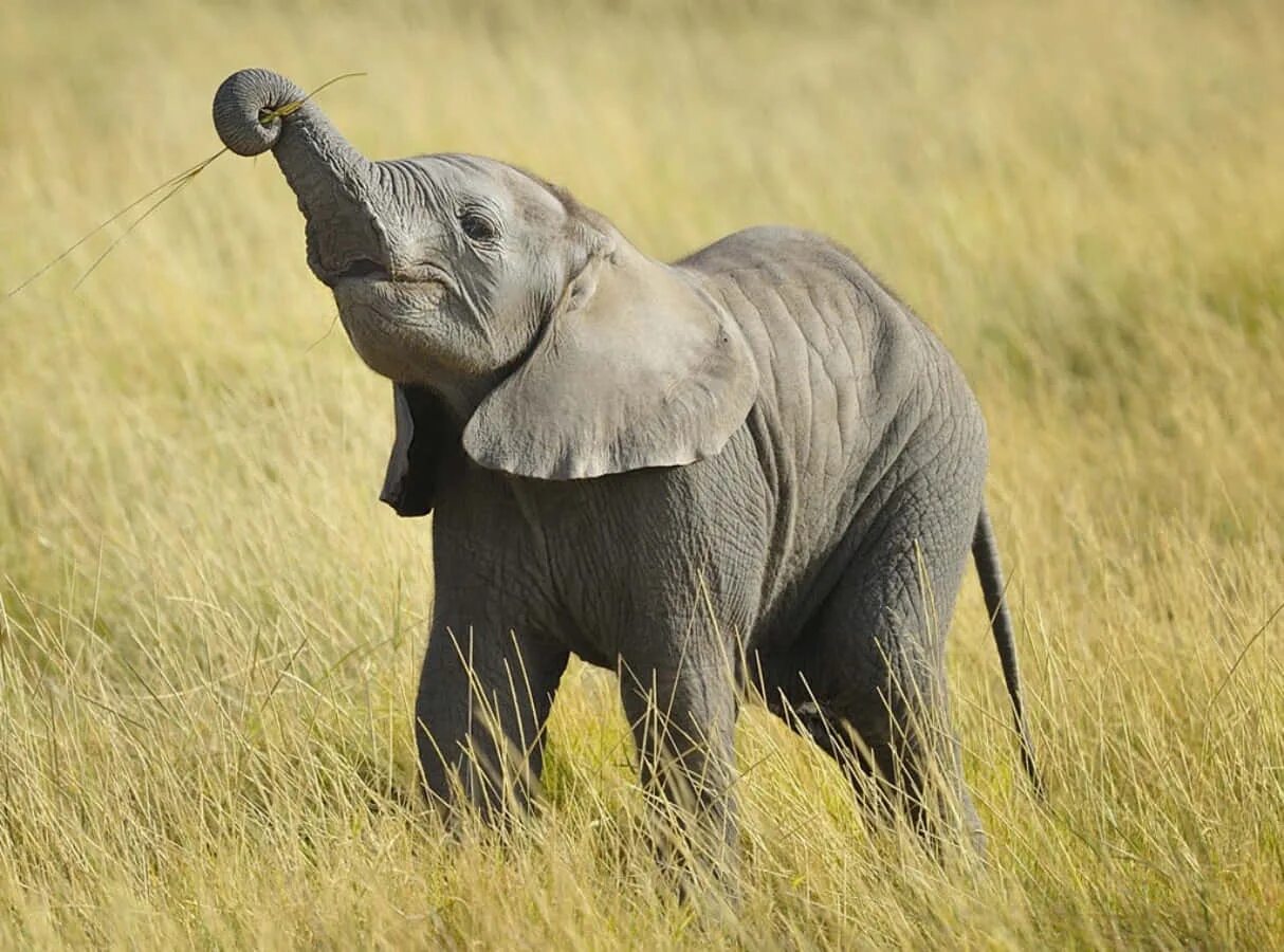 Маленький Слоник. Маленький Слоник смешной. Фото слоненка маленького. Elefant Мем.