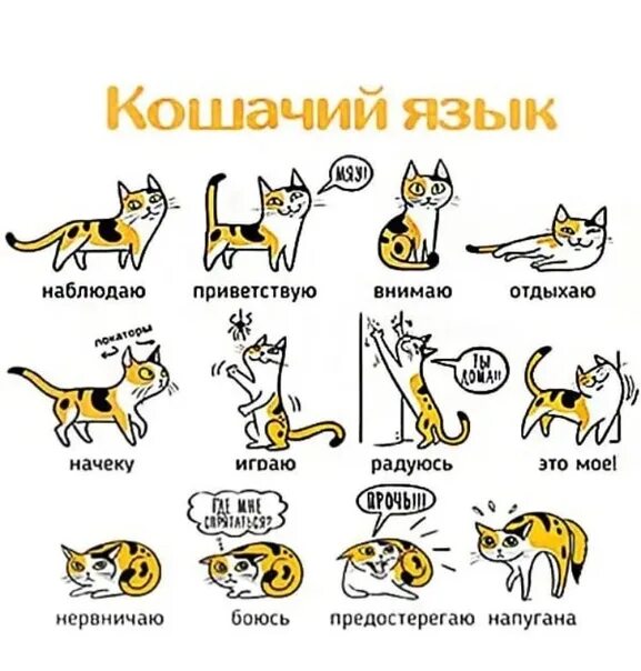 Котенок издает звуки. Выучить кошачий язык выучить кошачий язык. Кошачий язык жестов. Как понять язык кошек.