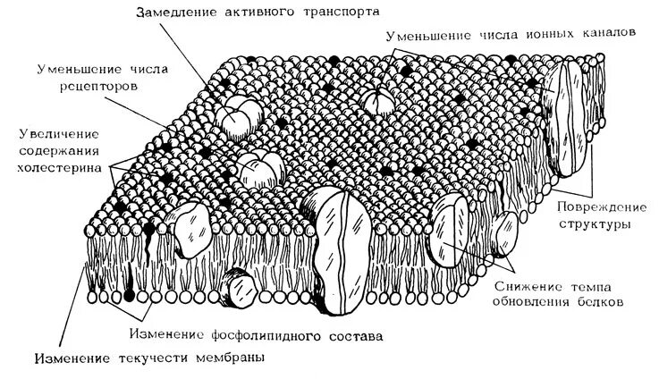 Взаимосвязи клеток, тканей и органов. Схема этапов генетической инженерии. Изменения ядра при некрозе. Строение лейкоцитов. Капсулы, слизистые слои и чехлы.