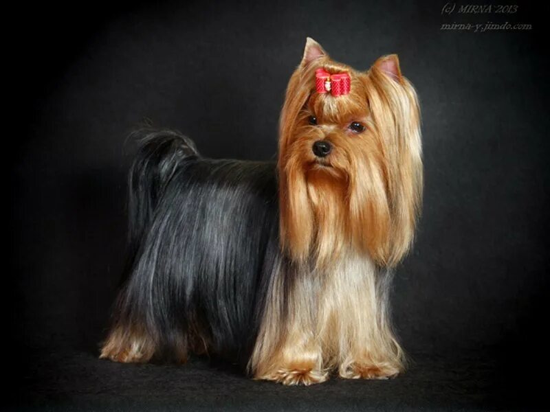 йоркширский терьер киров. йоркширский терьер купить киров. йоркширский терьер киров. йорк киров. ершский терьер собака мини.