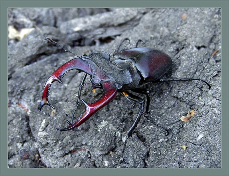 Жук-олень (lucanus cervus). Жук-рогач клешни. Жвалы жука. Жук олень рогач. Мандибулы жука оленя.