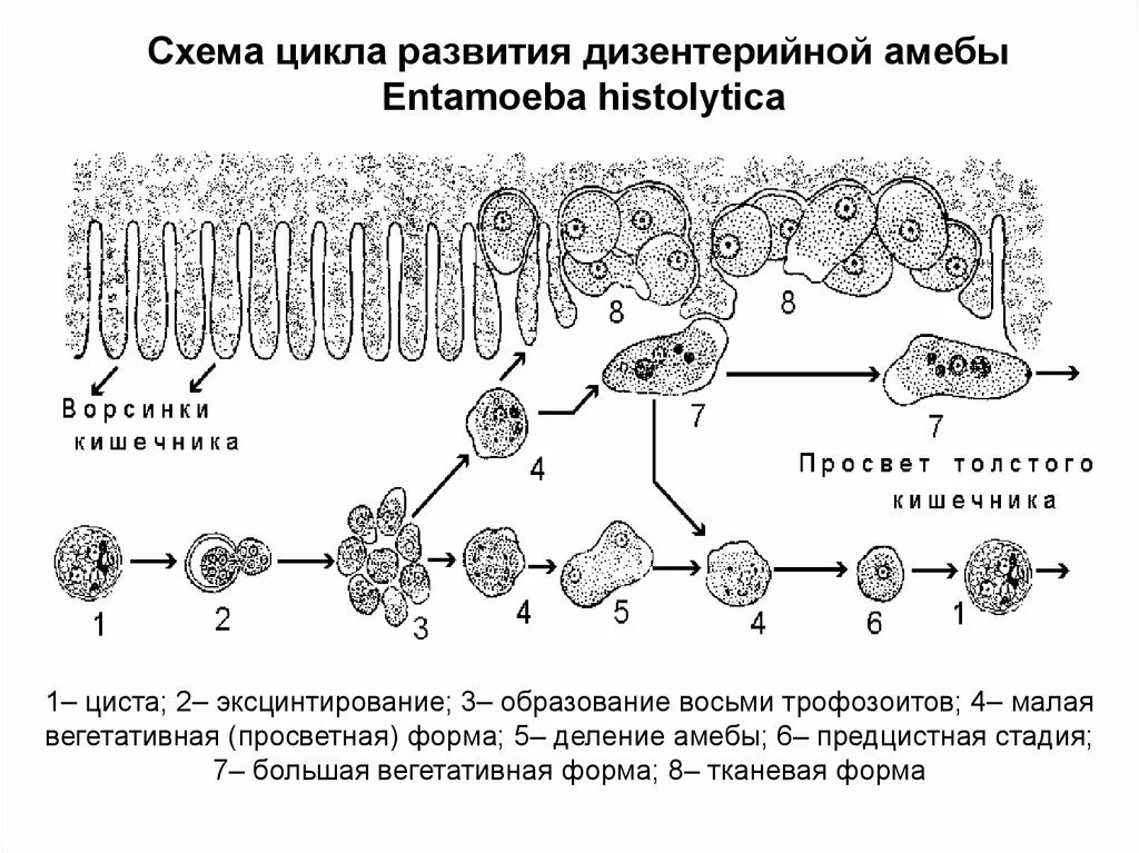 Стадии жизненного цикла дизентерийной амебы. Жизненный цикл дизентерийной амебы схема. Схема жизненного цикла развития дизентерийной амебы. Цикл развития дизентерийной амебы схема. Жизненные формы амебы