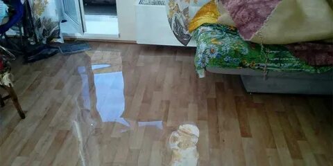 Кот затопил квартиру поляку