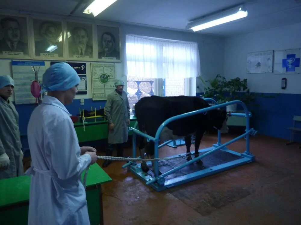 Вет санитар. Ветеринарно санитарные мероприятия в ветеринарии. Вет санитар. Санитар ветеринарный 3 разряда. Вет санитар.