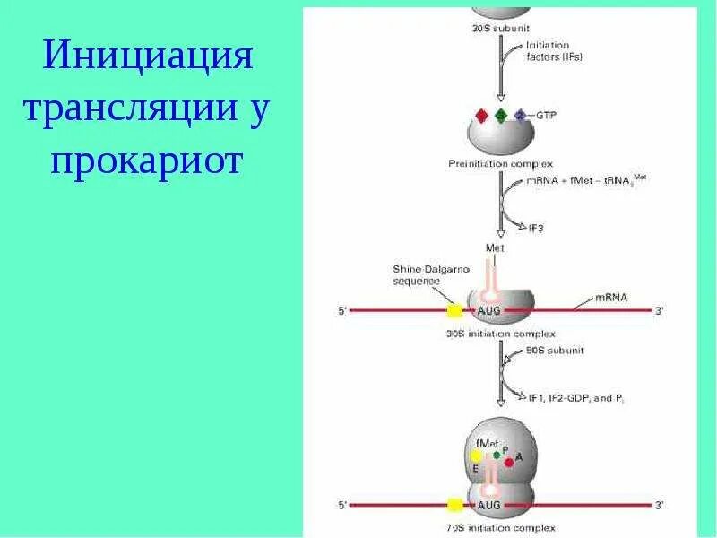 Инициация у прокариот. Инициация трансляции у прокариот. Инициация элонгация транспептидация. Инициация и терминация трансляции у прокариот.. Терминация трансляции прокариот.