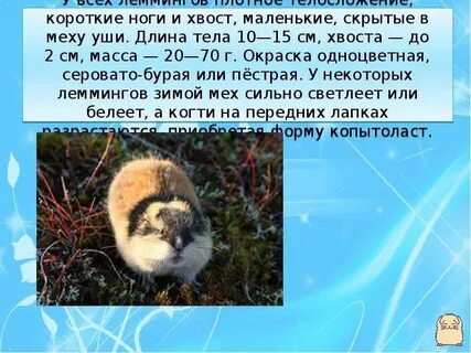 Лемминг сообщение для 4 класса окружающий мир