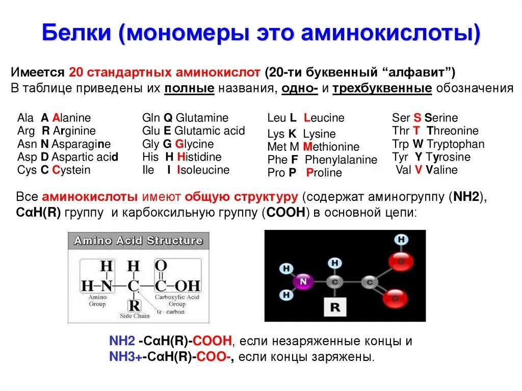 Особенности мономера белков. Строение белковых мономеров аминокислот. Мономер белковой структуры. Строение аминокислоты мономеры. Белки строение мономера.