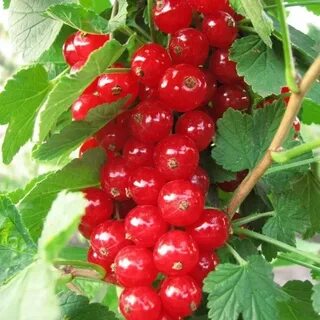 В какую цену смородина