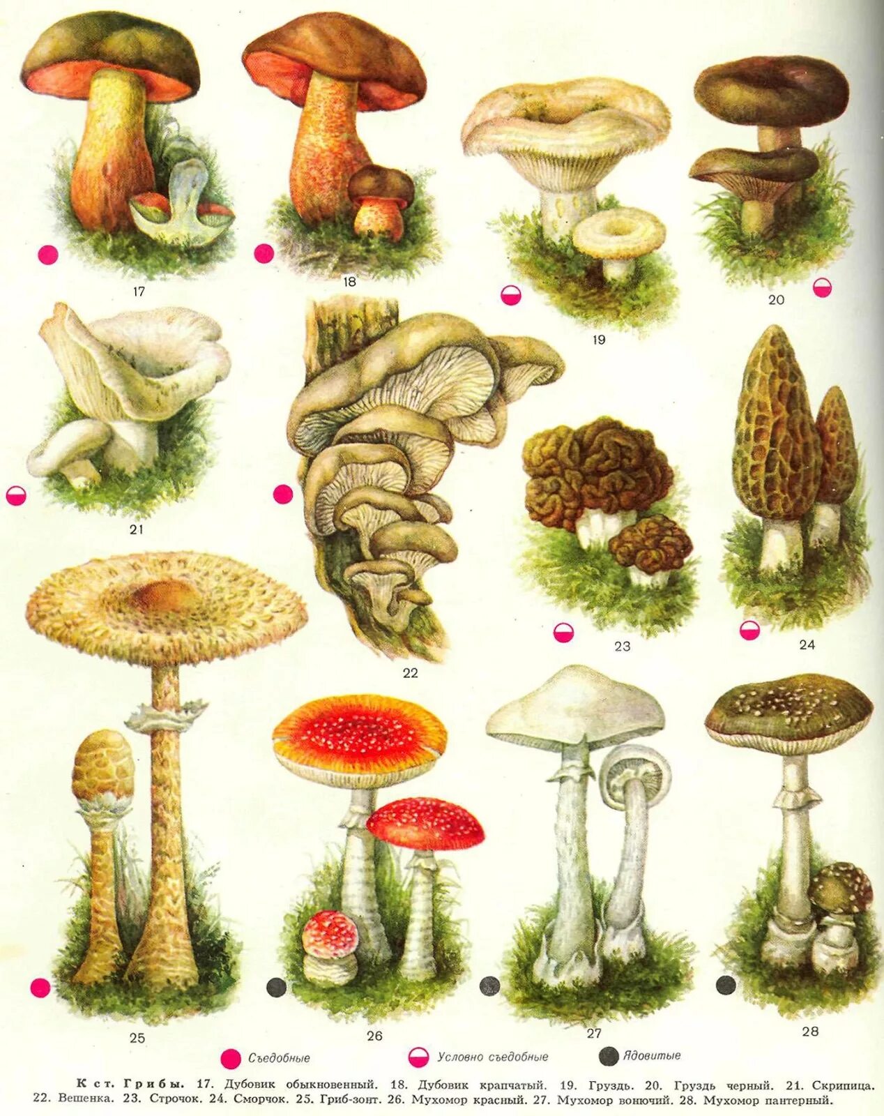Как по другому называются грибы. Грибы: съедобные и несъедобные. Съедобные грибы и несъедобные грибы. Грибы съедобные несъедобные и ядовитые. Съедобные грибы Забайкалья.