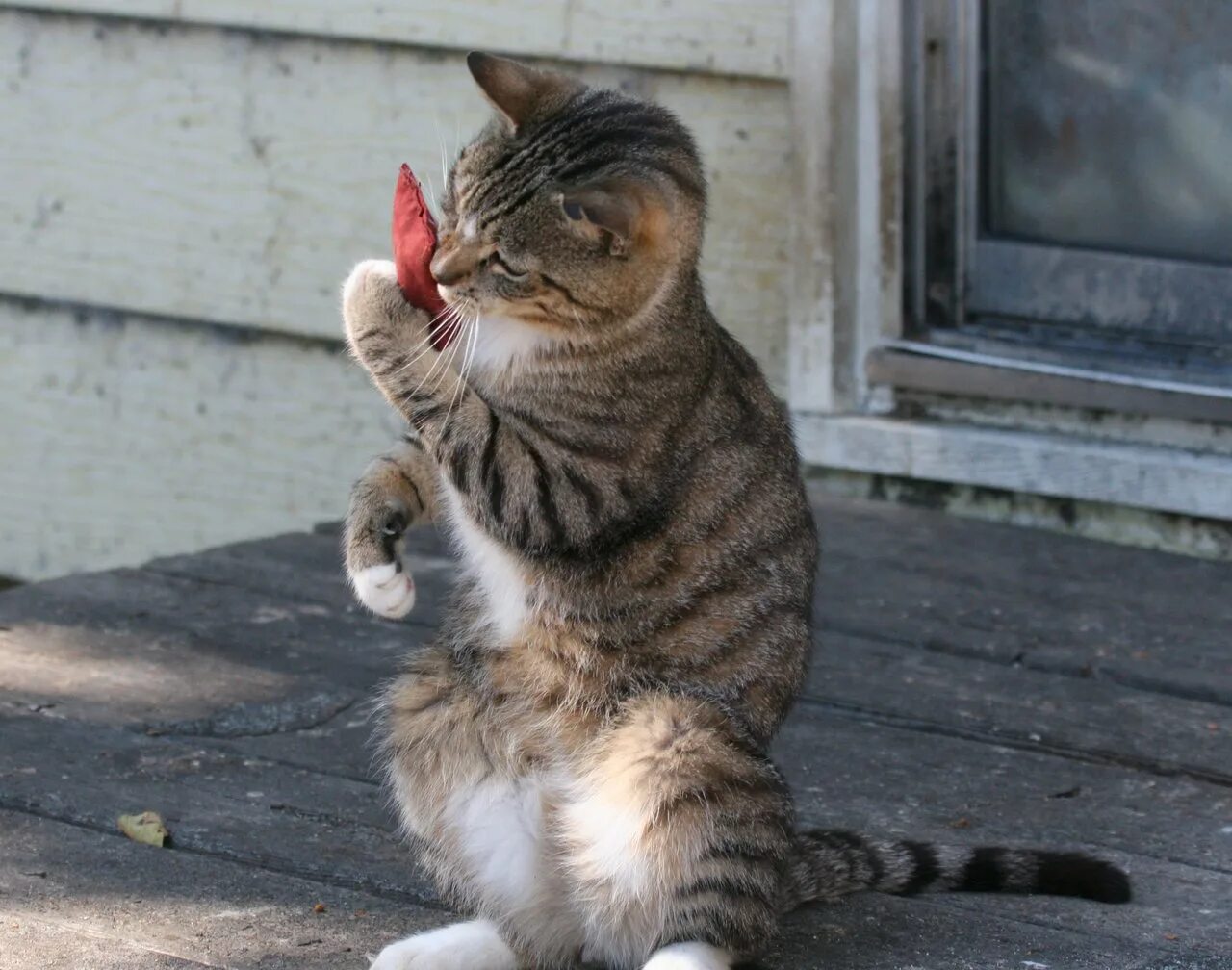 Кроули смешной. Юмор про рому. Я потерял жуб кот. Ту тупой. Интересно мем.