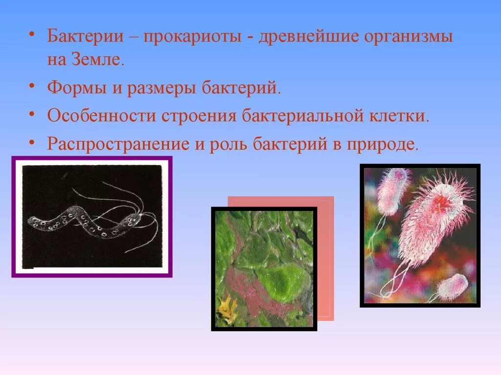 Древнейшие прокариоты. Бактерии древнейшие организмы на земле. Бактерии прокариоты. Прокариотические организмы. Первые прокариоты.