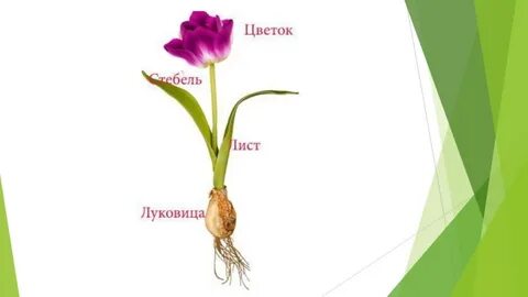 Строение тюльпана