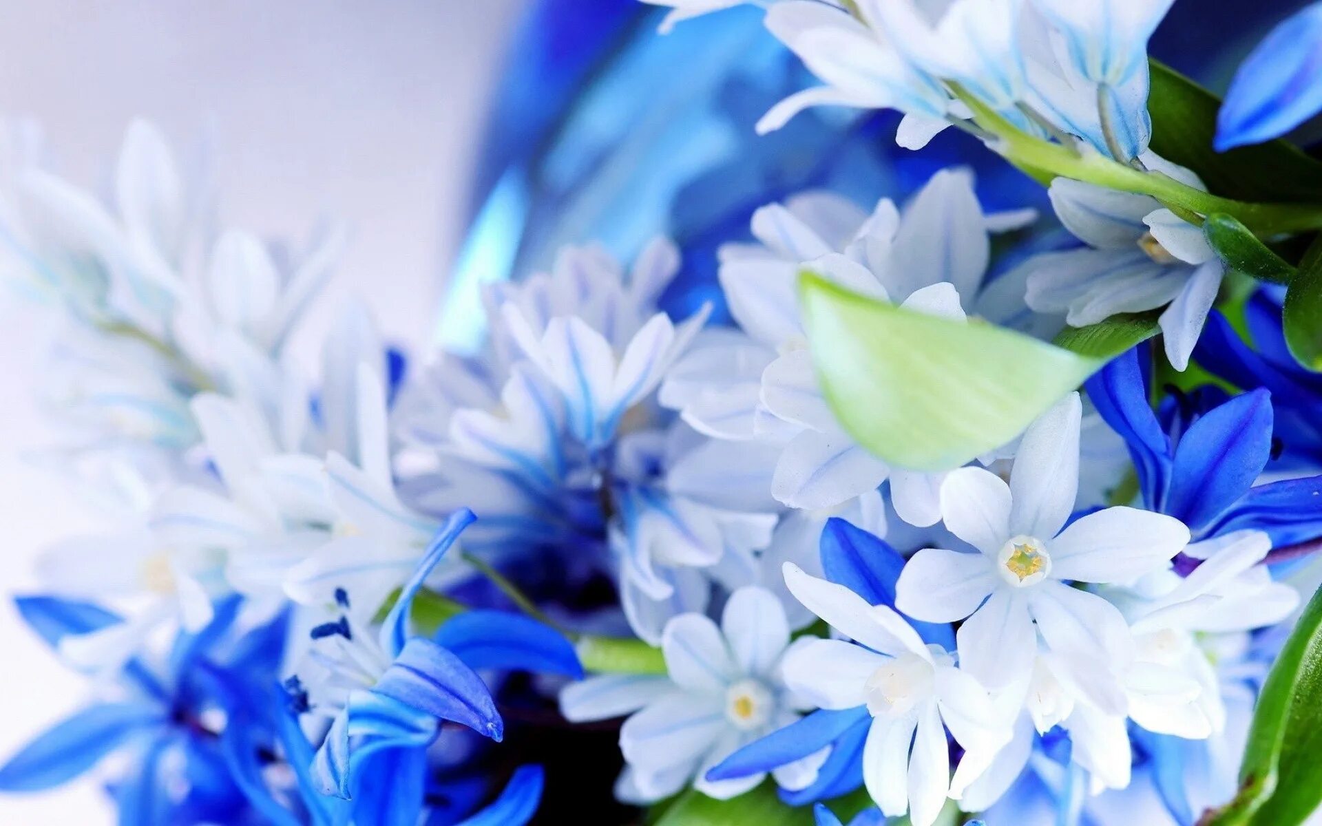 Голубые цветы. Сини t цветы. Синие цветочки. Голубой цвет.