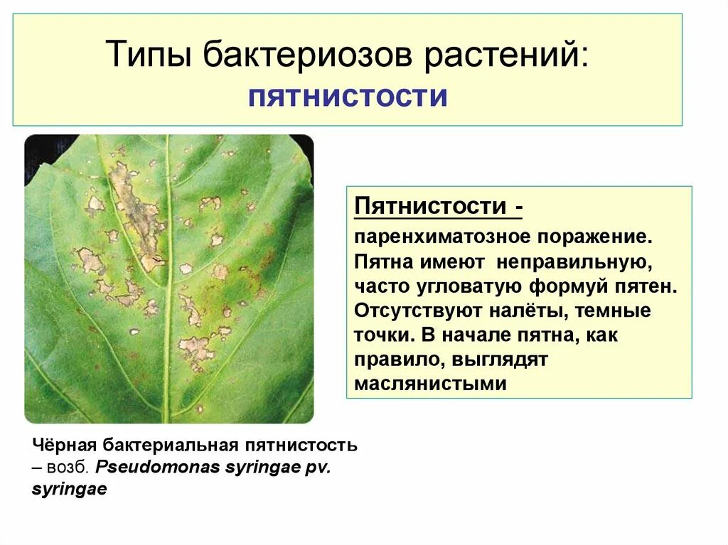 Сообщение на тему болезни вызываемые бактериями у растений. Заболевание растений пятнистость. Бактериальные болезни растений пятнистость. Бактериальные болезни растений 6 класс биология. Определение болезней растений