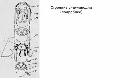 Кинетосома это