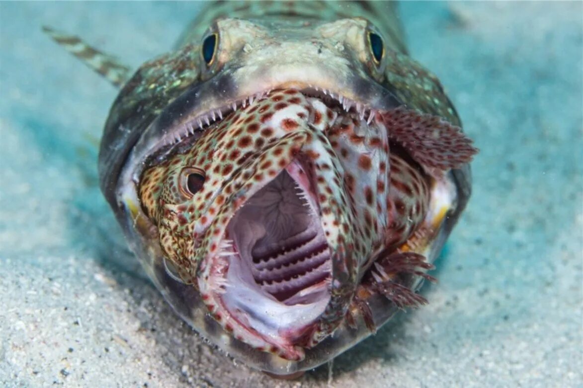 Страшные рыбы в океане. Тихоокеанский хаулиод. Лизард рыба. Страшные морские обитатели.