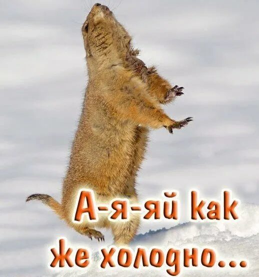 Очень холодно утро. Открытка очень холодно. Открытки про холод. Открытка холодновато. Открытка не мерзни прикольные.