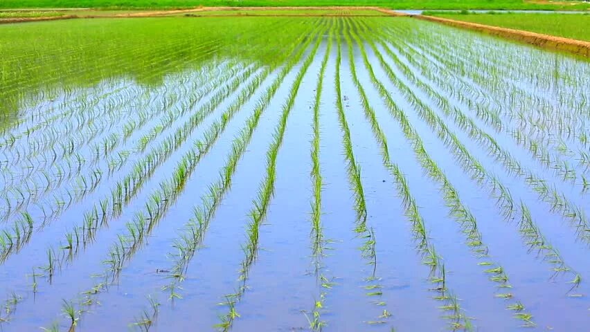 Покажи видео как выращивают. Рисоводство в Казахстане. Анабена на рисовых полях. Выращивание риса в Казахстане. Рисоводство Вьетнам.