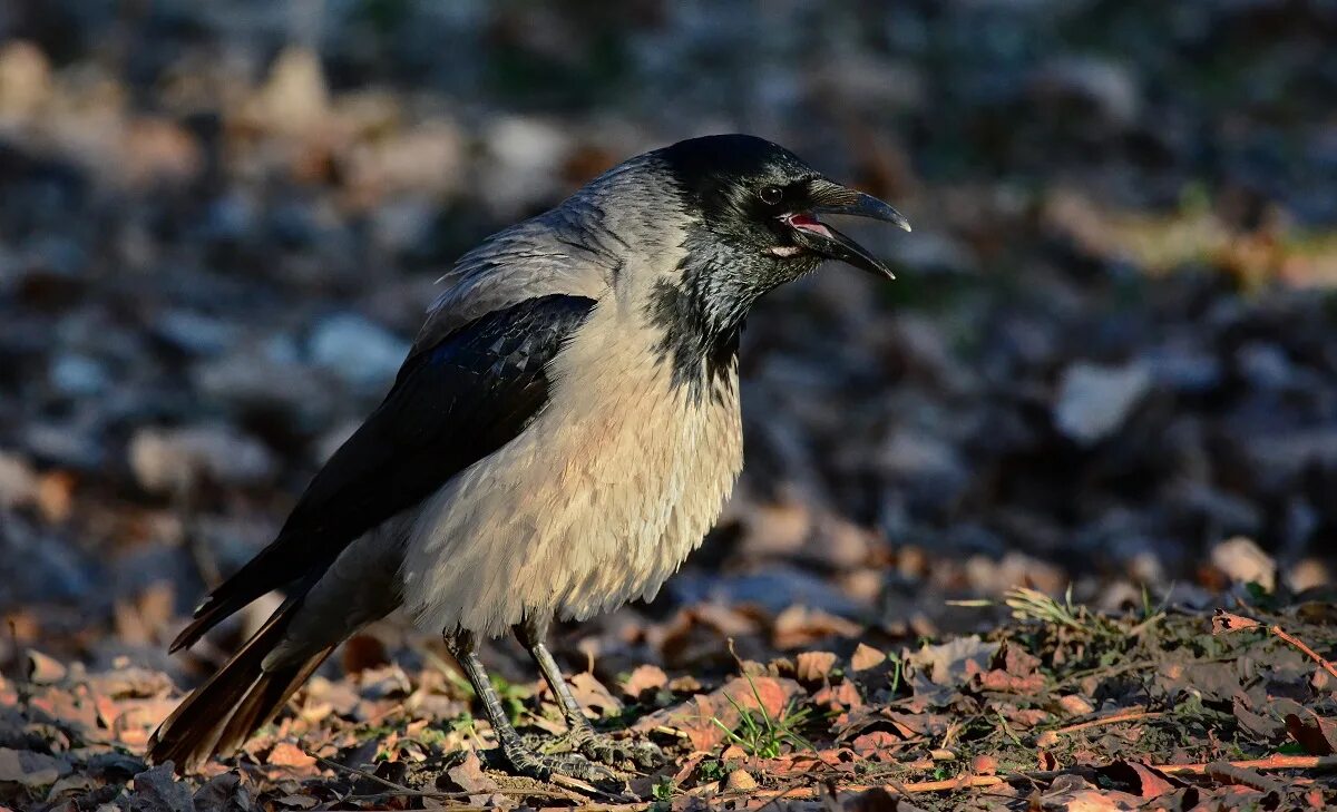 Жизнь серой вороны. Серая ворона птица. corvus cornix птица. серая ворона всеядная. серая ворона вороны.