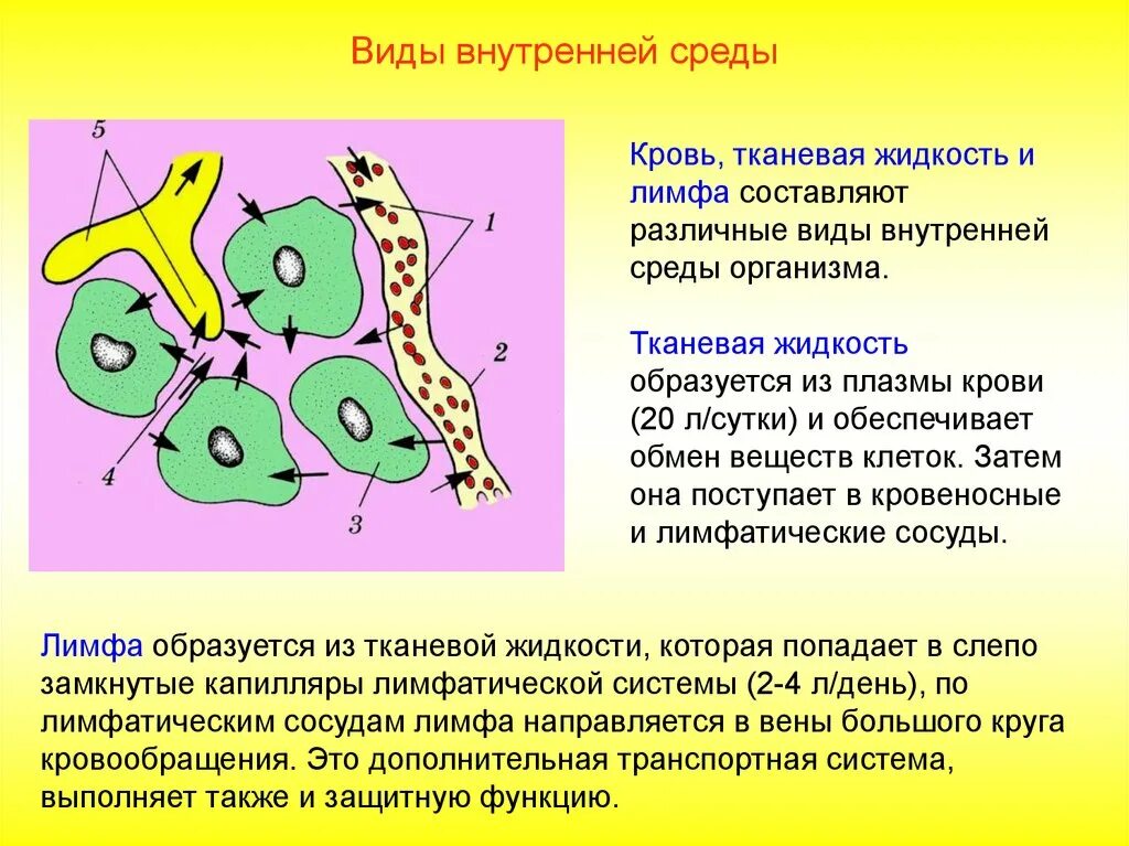 Схема превращения жидкостей внутренней среды организма. Схема внутренняя среда организма лимфа тканевая жидкость и. Тканевая жидкость биология ЕГЭ. Кровь лимфа межклеточная жидкость.