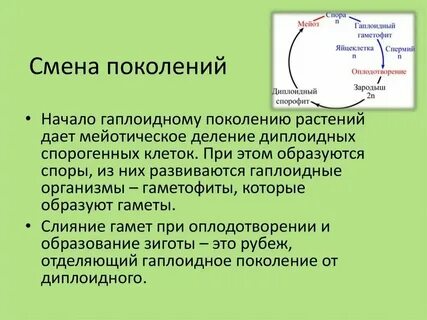 Гаплоидное поколение хвощей