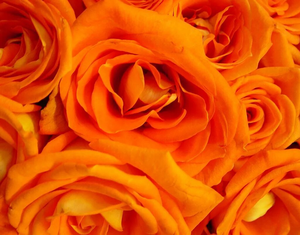 Orange color