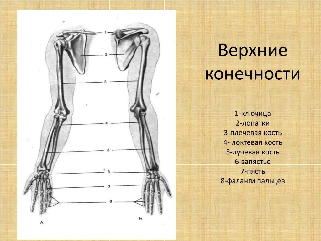 Плечевая кость строение анатомия кость. Скелет плечевого пояса лопатка. Строение верхней конечности анатомия. Плечевой отросток акромион. Строение лопатки и ключицы человека.