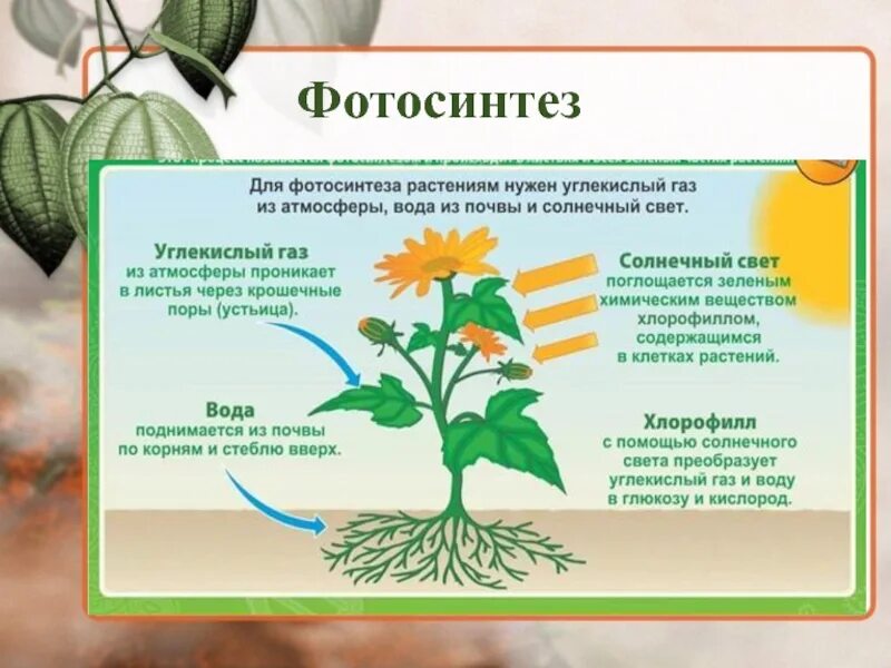 Какого растения получают инновационный ингредиент филобиома актив. Фотосинтез растений 6 класс биология. Условия необходимые для фотосинтеза. Условия необходимые для протекания фотосинтеза. Условия для фотосинтеза растений.