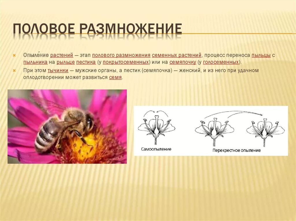 Что делать размножаться. Формы полового размножения растений. Размножение растений половой процесс. Половое размножение цветка. Растения размножающиеся половым путем.