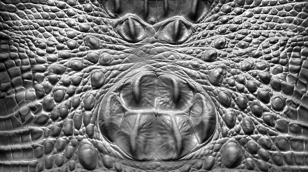 Остеодерма крокодила. Кожа черепахи. Роговые щитки на теле. Строение чешуи пресмыкающихся. Чешуйчатая черепаха.