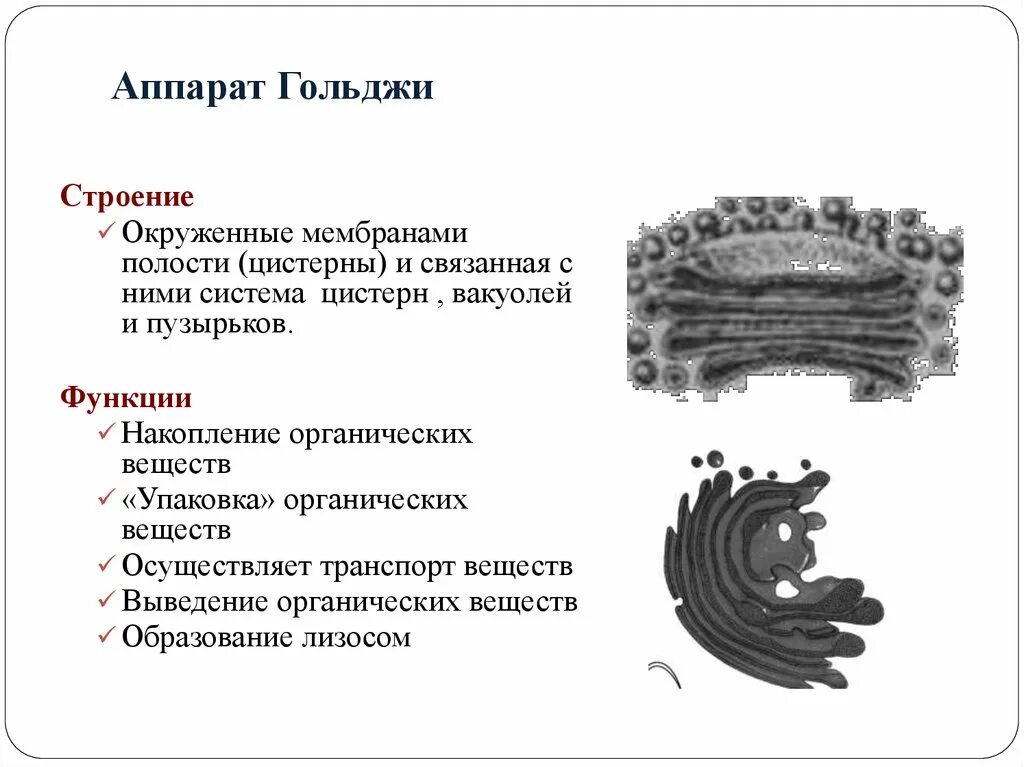 Формирование каких клеточных органоидов участвует аппарат гольджи. Аппарат Гольджи строение и функции. Органелла аппарат Гольджи. Комплекс аппарат Гольджи функции.