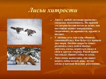 Лисий словосочетания